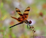 DSC_3783_001.JPG