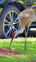 DSC_3788_001.JPG