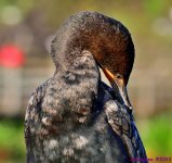 DSC_3818_001.JPG