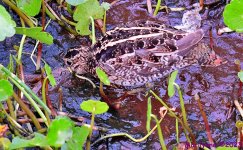 DSC_3836_001.JPG