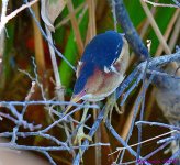 DSC_3847_001.JPG