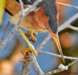 DSC_3879_001.JPG