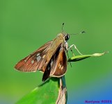 DSC_3901_001.JPG