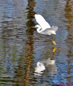 DSC_3937_001.JPG