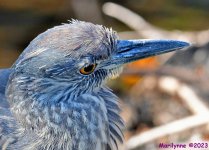 DSC_3980_001.JPG