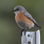 Bluebird4.jpg