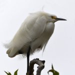 Egret5.jpg