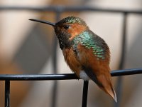 Hummer12.jpg