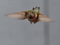Hummer4.jpg