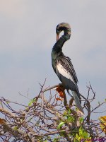 DSC_0157_001.JPG