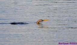 DSC_0196_001.JPG