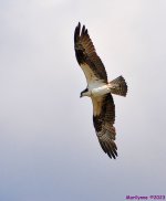 DSC_0203_001.JPG