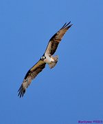 DSC_0206_001.JPG