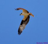 DSC_0211_001.JPG