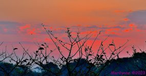 DSC_3984_001.JPG