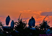 DSC_3986_001.JPG