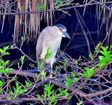 DSC_4003_001.JPG