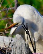 DSC_4047_001.JPG
