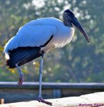 DSC_4063_stitch_001.JPG