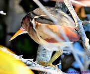 DSC_4058_001.JPG