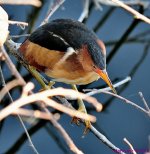 DSC_4084_001.JPG