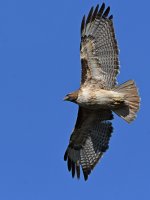 Hawk2.jpg