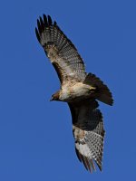Hawk3.jpg