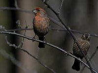Finch6.jpg