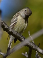 Vireo7.jpg