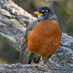 Robin2.jpg