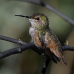 Hummer8.jpg