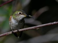 Hummer27.jpg
