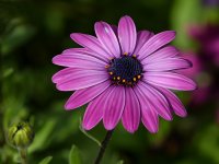PurpleFlower2.jpg