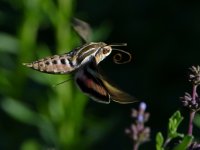 SphnyxMoth3.jpg