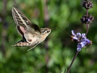 SphnyxMoth5.jpg