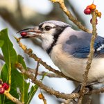 BluejayBerry-588.jpg