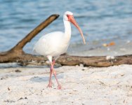 WhiteIbis-588.jpg