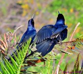 DSC_4146_001.JPG