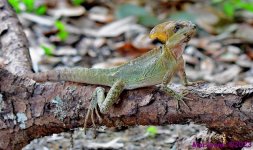 DSC_4166_001.JPG