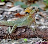 DSC_4168_001.JPG