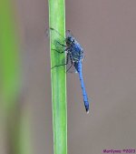 DSC_4208_001.JPG