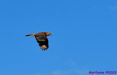 DSC_4232_001.JPG