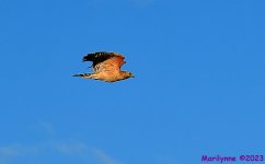 DSC_4233_001.JPG