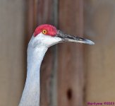 DSC_4259_001.JPG