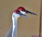 DSC_4276_001.JPG
