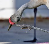 DSC_4292_001.JPG
