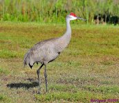 DSC_4333_001.JPG