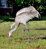 DSC_4336_001.JPG
