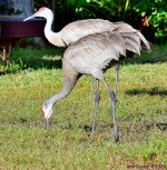 DSC_4339_001.JPG