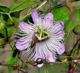 DSC_4362_001.JPG
